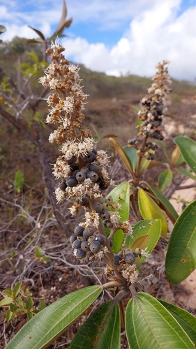 Miconia ferruginata