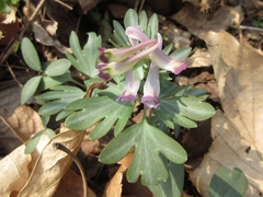 Corydalis turtschaninovii