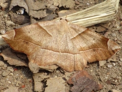 Endropiodes indictinaria