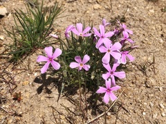 Phlox longifolia