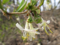 Lonicera harae