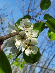 Pyrus communis pyraster