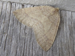 Idiotephria debilitata