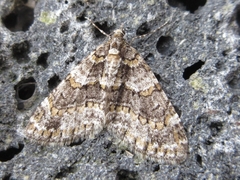 Esakiopteryx volitans