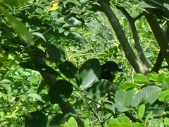 Thamnophilus doliatus