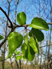 Pyrus communis pyraster