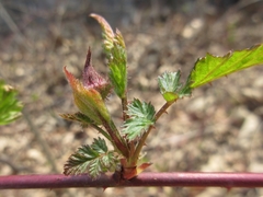 Rubus pungens oldhamii