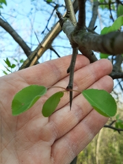 Pyrus communis pyraster