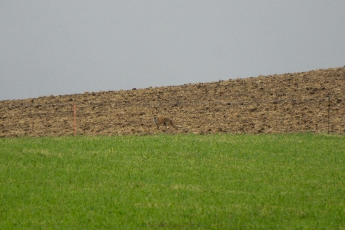 Rotfuchs