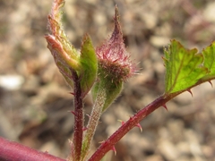 Rubus pungens oldhamii