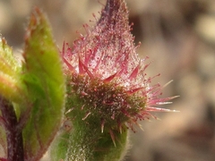 Rubus pungens oldhamii