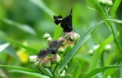 Riodina lycisca