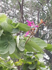 Bauhinia