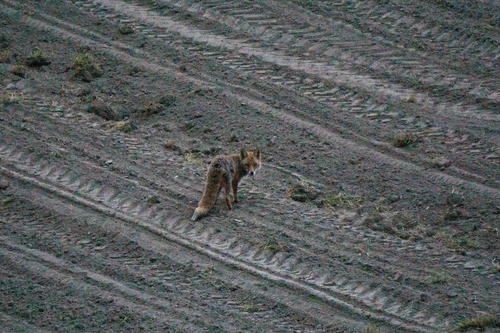 Rotfuchs