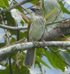 Saltator striatipectus