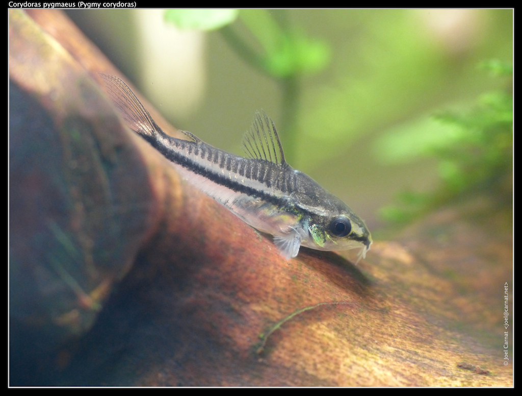 Pygmy Catfish
