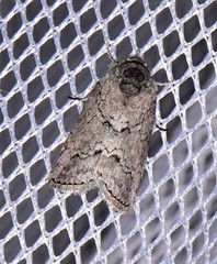 Nycteola polycyma