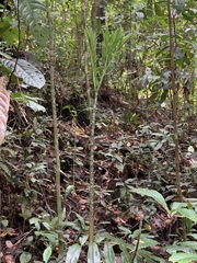 Amorphophallus hewittii