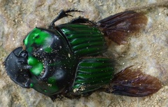 Oxysternon conspicillatum