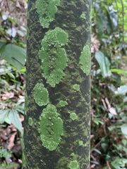 Amorphophallus hewittii