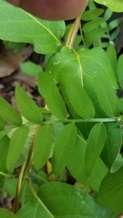 Lathyrus jepsonii californicus
