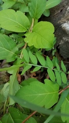 Lathyrus jepsonii californicus