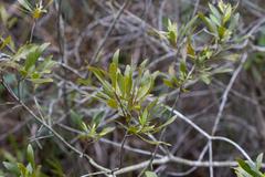 Morella cerifera image