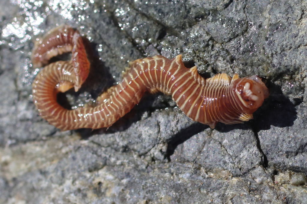 Cheilonereis cyclurus
