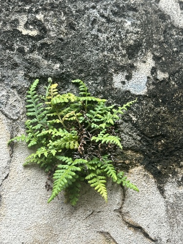 Pityrogramma chrysophylla observed 2026-05-14