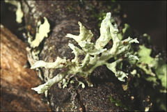 Ramalina inflata
