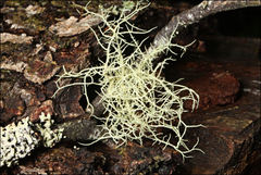 Usnea inermis