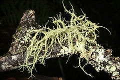 Usnea inermis
