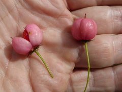 Euonymus tingens