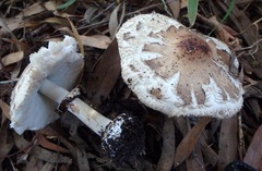 Rhacodium