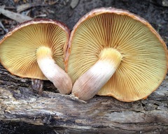 Gymnopilus allantopus