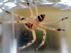 Neosparassus salacius