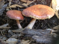 Gymnopilus allantopus