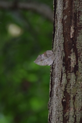 Kallima horsfieldii