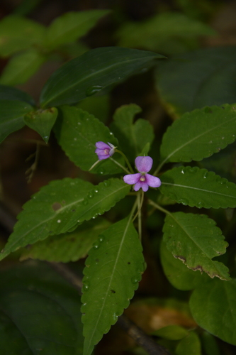 Impatiens dasysperma (Impatiens dasysperma)