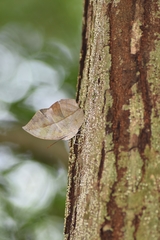 Kallima horsfieldii