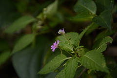 Impatiens dasysperma