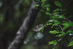 Kallima horsfieldii
