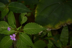 Impatiens dasysperma