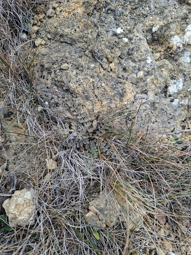 Gingidia enysii, 2026-05-13