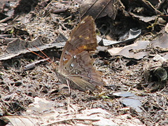 Historis acheronta