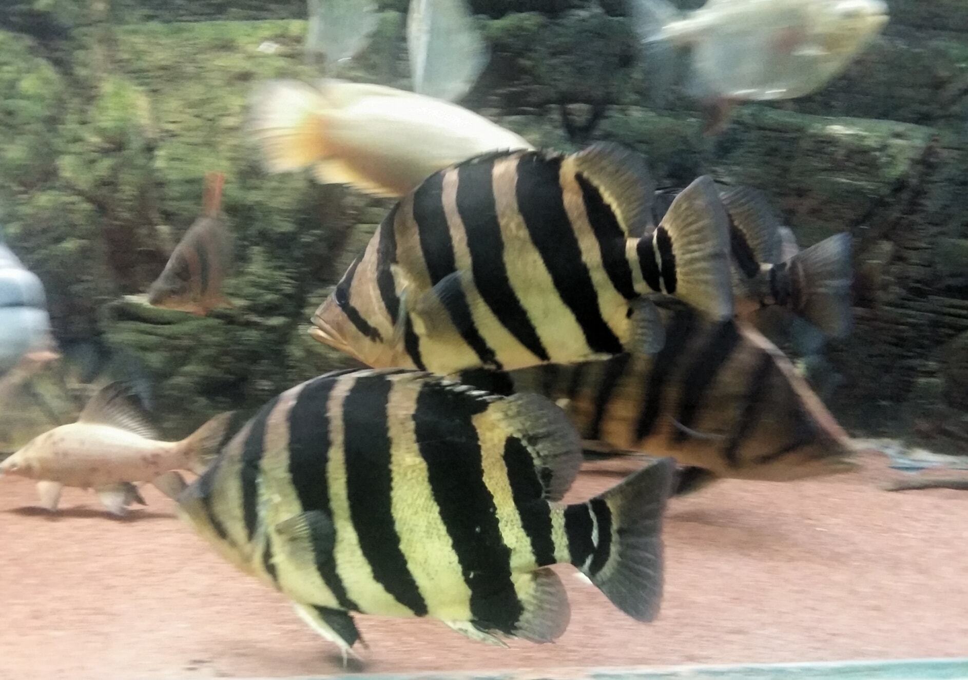 Siamese tigerfish - Wikipedia