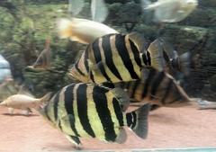 Finescale Tigerfish photo 1
