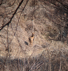 Hydropotes inermis argyropus