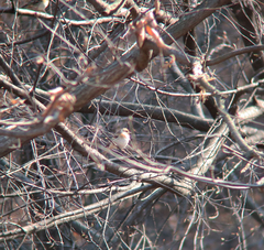 Fringilla montifringilla