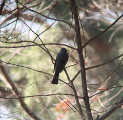 Hypsipetes amaurotis